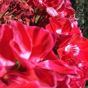 Meet your Posher, Beverly